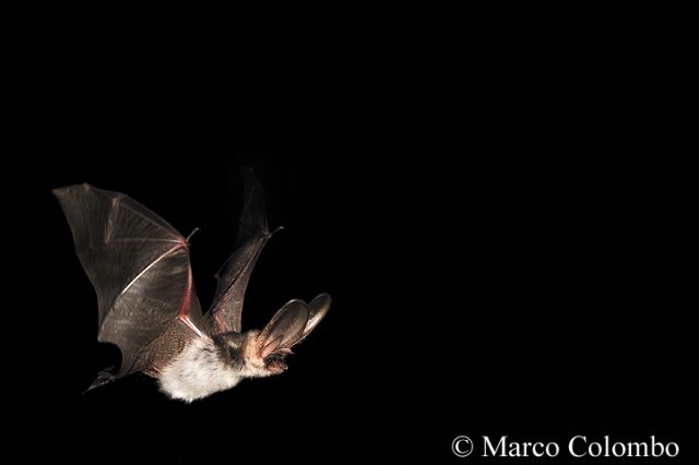 Plecotus macrobullaris, emozione in volo